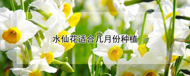 水仙花适合几月份种植