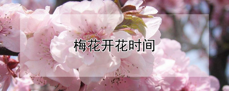 梅花开花时间