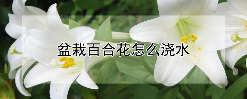 盆栽百合花怎么浇水