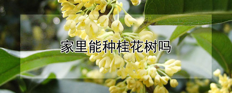 家里能种桂花树吗