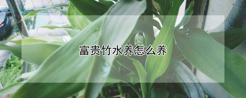 富贵竹水养怎么养