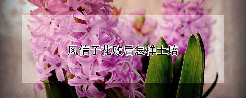 风信子花败后怎样土培