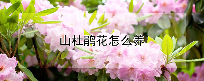 山杜鹃花怎么养