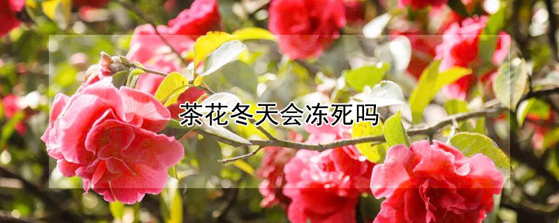 茶花冬天会冻死吗