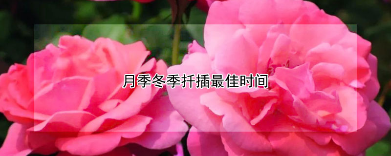 扦插的月季小苗什么时候可以移栽到地里