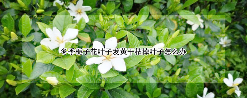 冬季栀子花叶子发黄干枯掉叶子怎么办