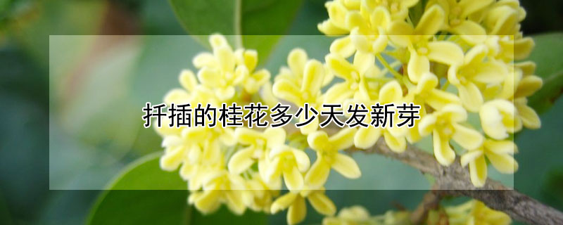 扦插的桂花多少天发新芽