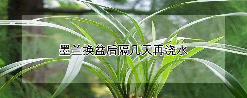 墨兰换盆后隔几天再浇水