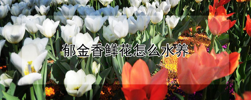 郁金香鲜花怎么水养