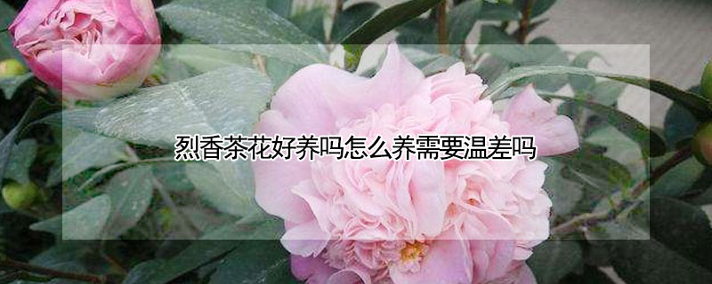 烈香茶花好养吗怎么养需要温差吗