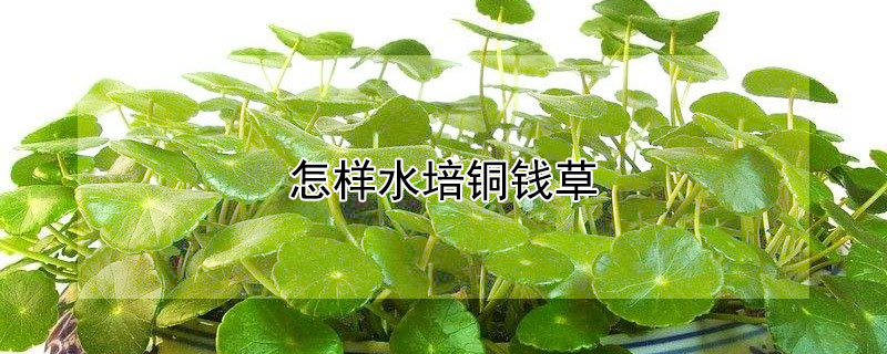 怎样水培铜钱草