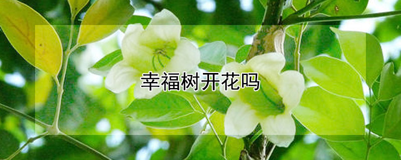 幸福树开花吗