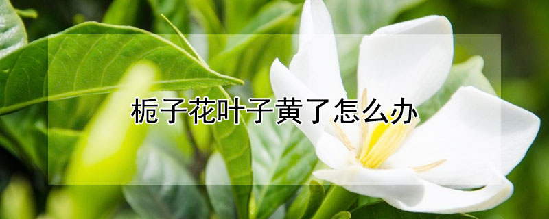 栀子花叶子黄了怎么办