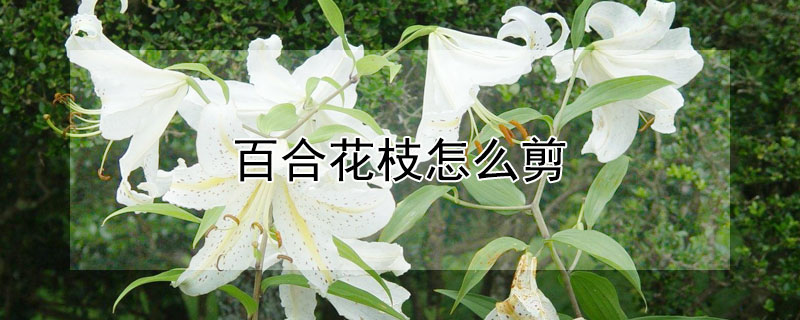 百合花枝怎么剪