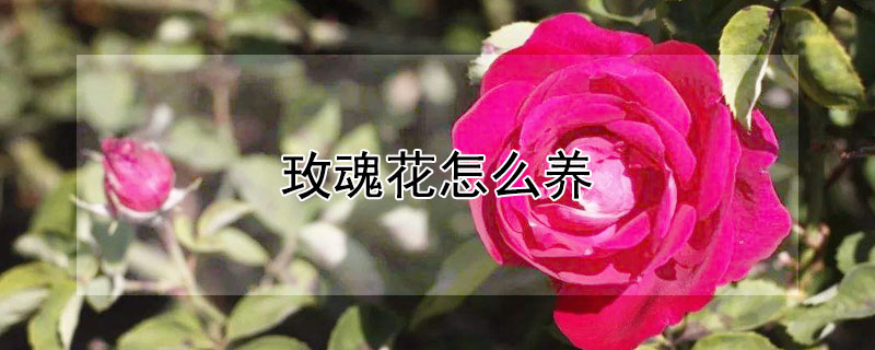 玫魂花怎么养