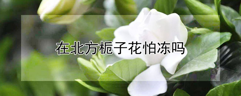 在北方栀子花怕冻吗