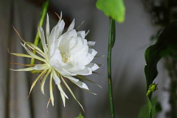 昙花的花语和传说，昙花一现只为韦陀