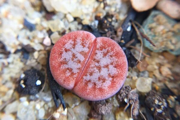 生石花多久浇一次水，不同季节不同浇水方法