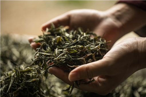 茶叶种植前景如何 春茶种植技巧分析