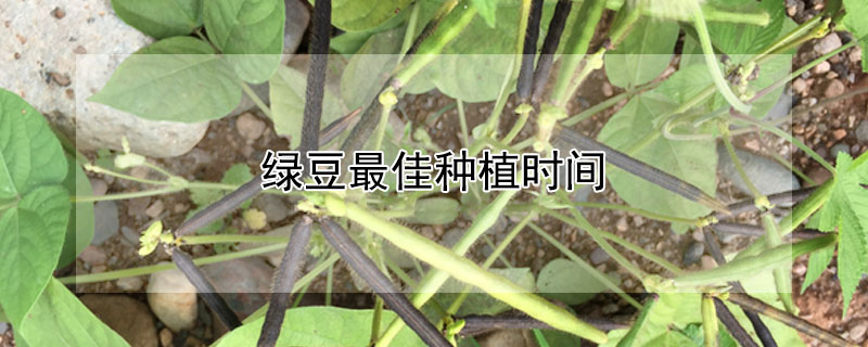 绿豆最佳种植时间