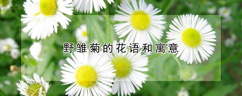 野雏菊的花语和寓意