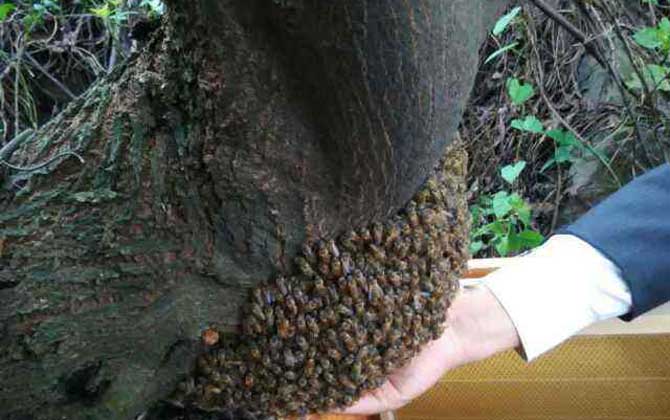 野生蜜蜂怎样抓回家养