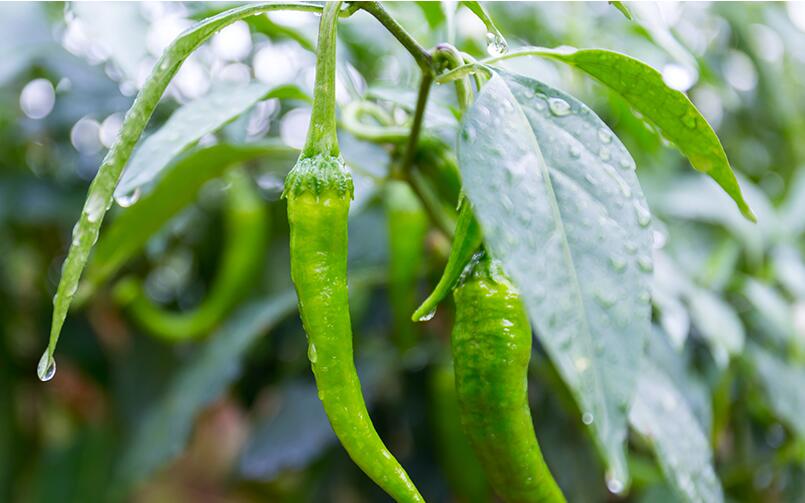 辣椒种植技术 露天如何种植辣椒？