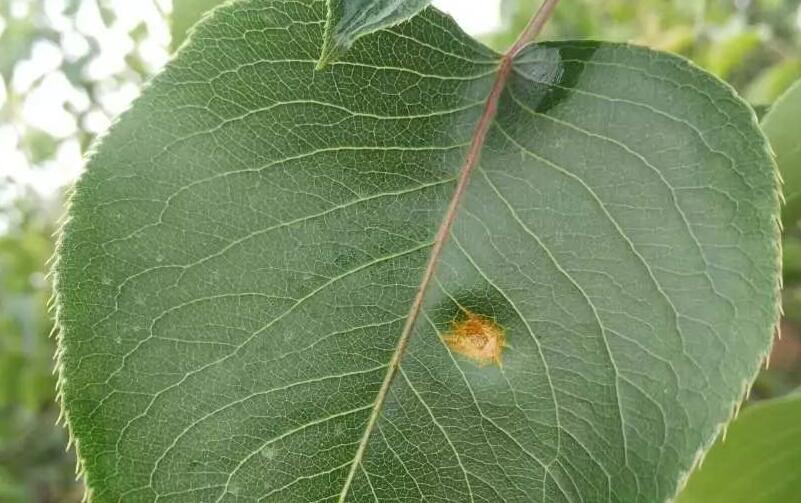 梨树种植技术 如何种植梨树产量会更高？