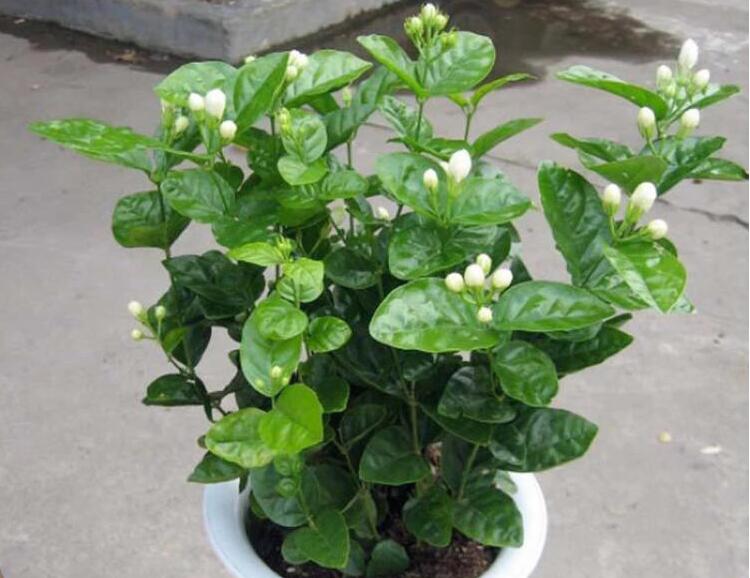 茉莉花怎么养 养殖茉莉花的技巧是什么？