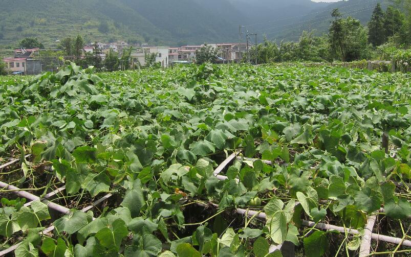 佛手瓜种植技术 如何种植佛手瓜