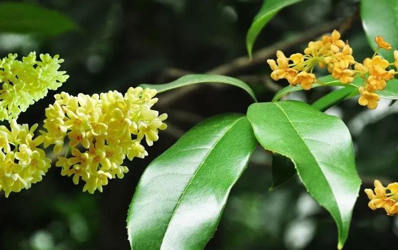 桂花树种植 如何去种植桂花树？