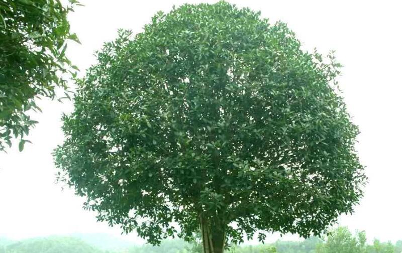 桂花树种子种植技术 桂花树种子什么时候种植比较好？