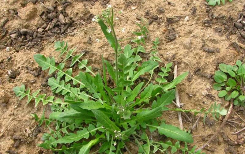 野菜种植技术 种野菜要掌握哪些要点？