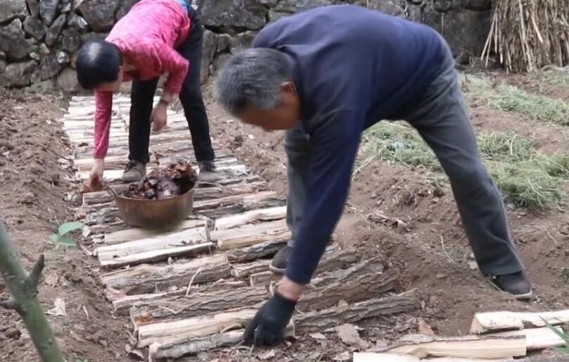 中药材种植技术 种植什么中药材最赚钱？