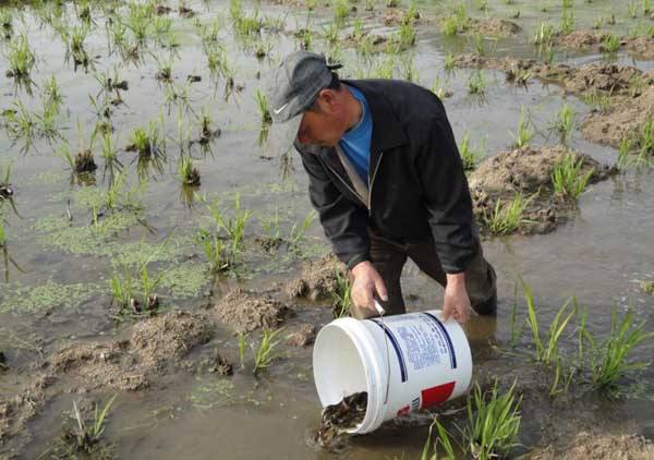 致富经泥鳅养殖：返乡农民养殖泥鳅赚大钱