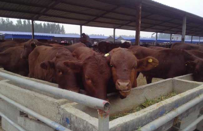 肉牛养殖场建设要求