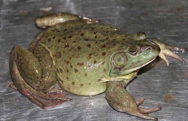 牛蛙养殖技术:牛蛙的科学管理和疾病防治