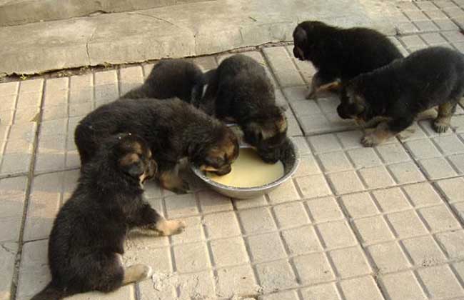 肉狗养殖前景怎么样