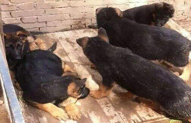 肉狗养殖：食用肉狗养殖技术