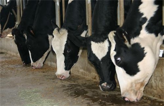 肉牛养殖：夏季肉牛养殖基地蚊蝇防治