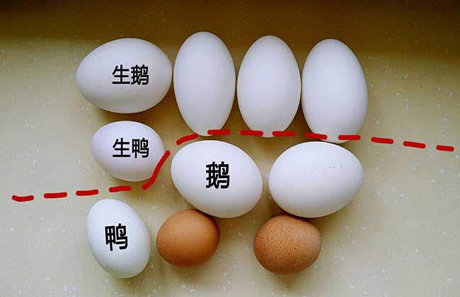 鹅蛋的功效与作用有哪些
