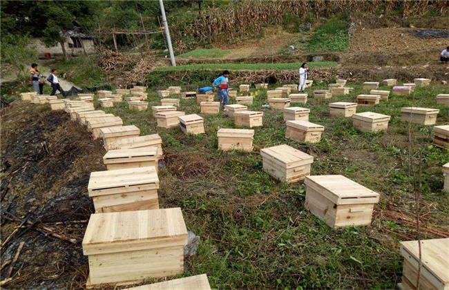 蜜蜂的价值 蜜蜂养殖技术详解