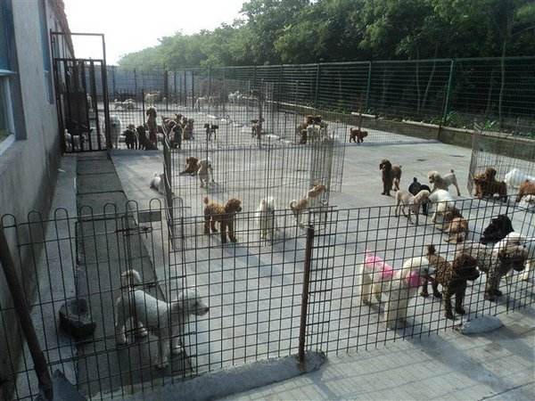 肉狗的养殖场犬舍建造条件