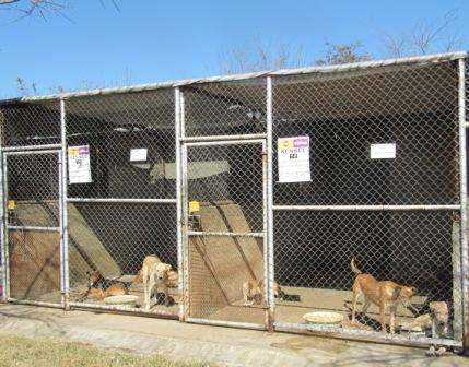 肉狗的养殖场犬舍建造条件