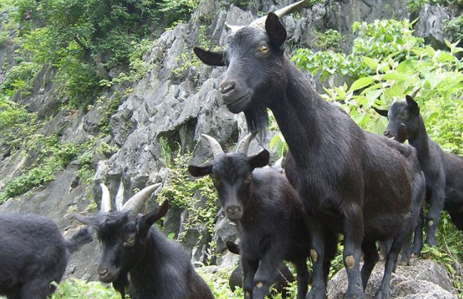 黑山羊养殖图片