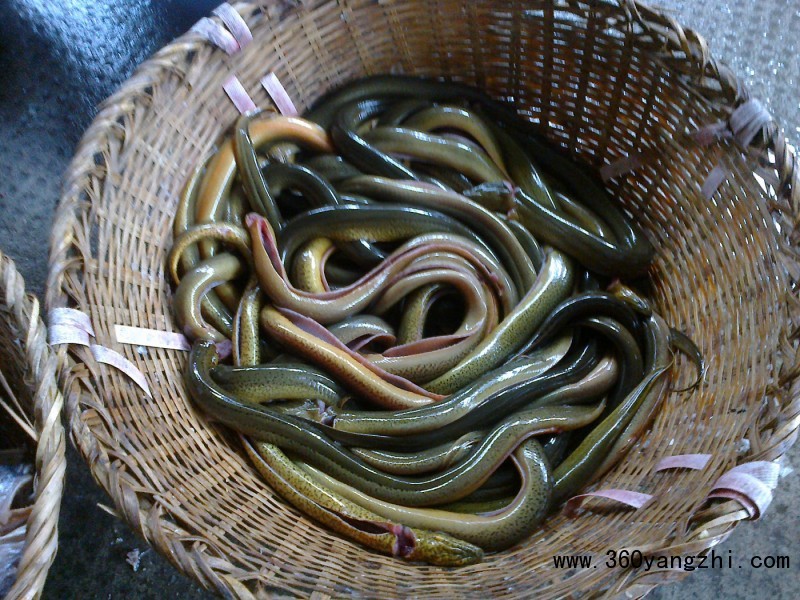 技术讲解:怎样降低土池养殖黄鳝的成本