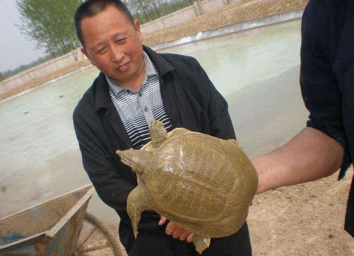 野生甲鱼多少钱一斤