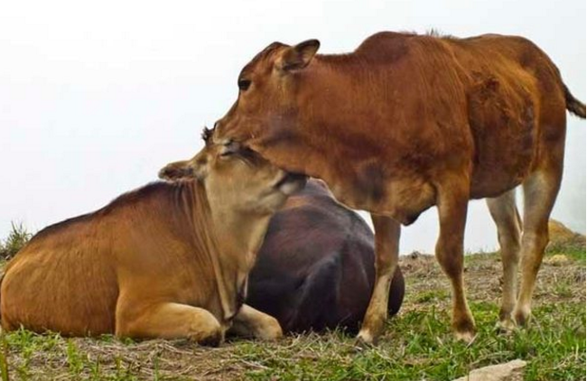 肉牛接种什么疫苗