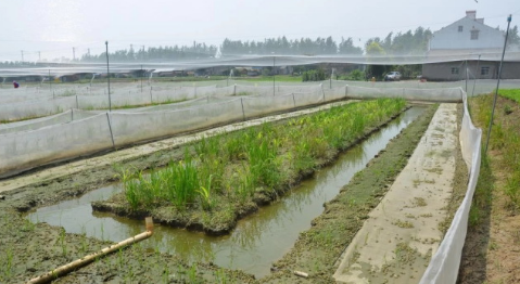 黑斑蛙养殖最完美的食台搭建