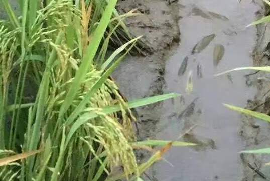 泥鳅黄鳝稻田养殖